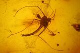 Fossil Flies (Diptera) and a Phoretic Mite (Acari) in Baltic Amber #135085-1